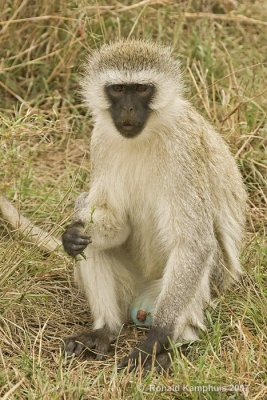 Vervet monkey - Meerkat