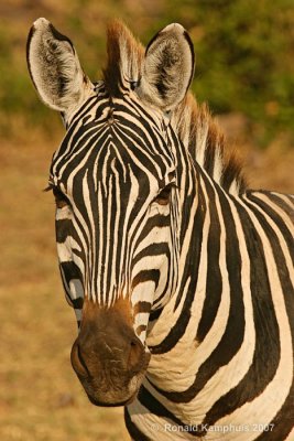 Burchell's Zebra