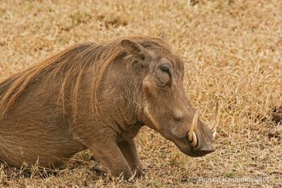 Warthog - Wrattenzwijn