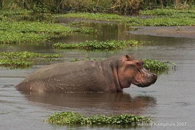 Hippo - Nijlpaard