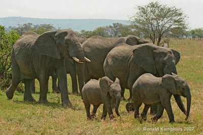 African elephant - Afrikaanse olifant