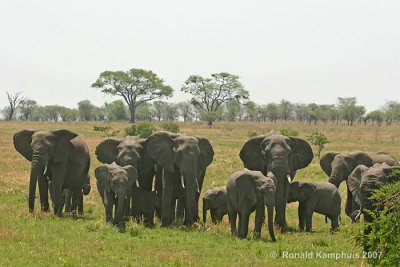African elephant - Afrikaanse olifant