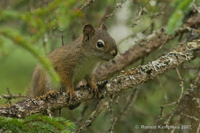 Red squirrel - Rode eekhoorn