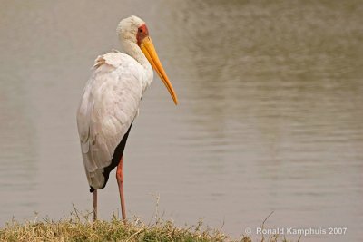 Yellowbilled stork - Geelbekooievaar