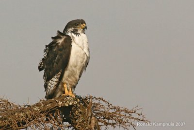 Augur buzzard - Augurbuizerd