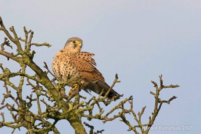 Common kestrel - Torenvalk