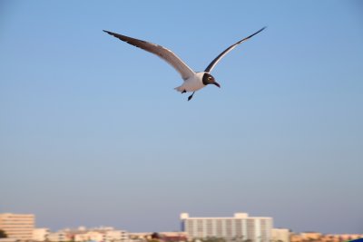 gull flight 2
