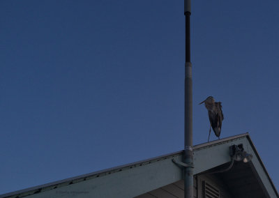 Bird on a Roof