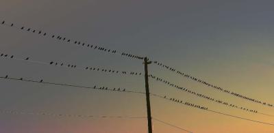 musical wire