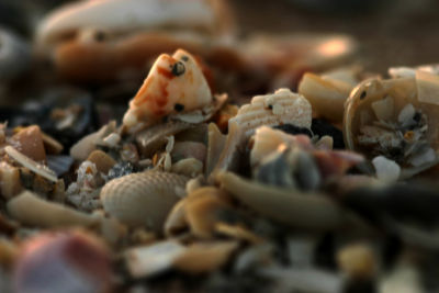 little shells
