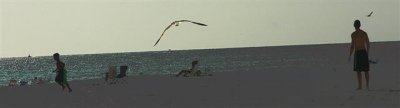 boys and birds