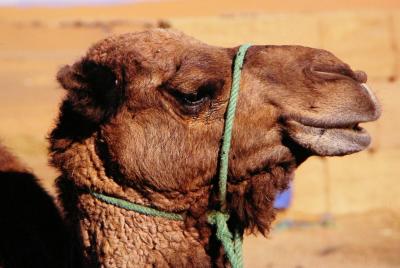 Camel, Erg Chebbi