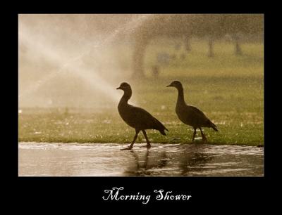 Morning Shower.jpg