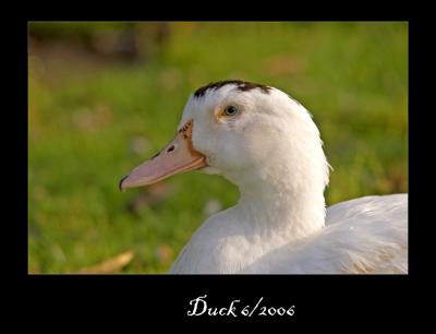 Duck.jpg
