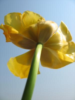 g4/11/664411/3/59923826.IMG_2794geletulp_1.jpg
