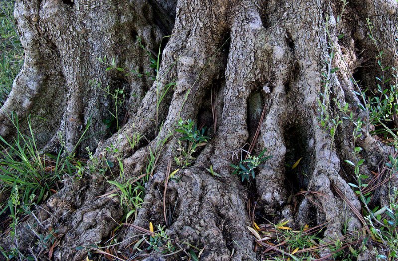 Tree Roots.jpg