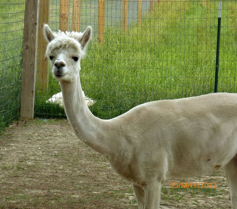 G - Alpaca -- 1.jpg