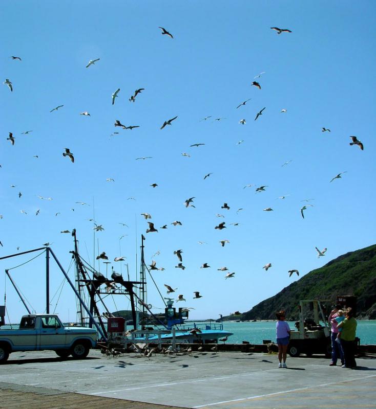 Birds-Avila Beach Pier.jpg