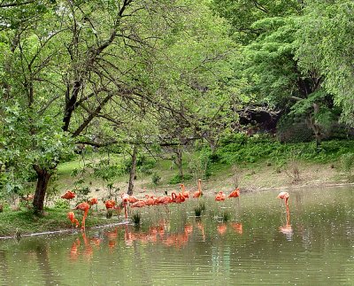 Flamingos - St. Louis Zoo..jpg
