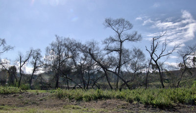 Mission San Luis Rey Tree Line.jpg