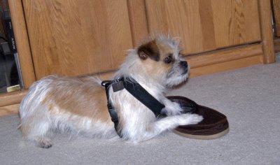 Marcus Chewing Shoe - 3.jpg