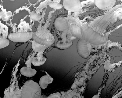 Monterey, CA Aquarium - Jellyfish - .jpg