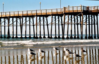 Oside Pier  Gulls.jpg