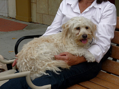 Carlsbad Strret Fair Dogs -9.jpg