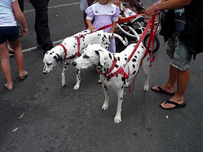 Carlsbad Strret Fair Dogs - 2.jpg