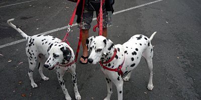 Carlsbad Strret Fair Dogs - 4.jpg