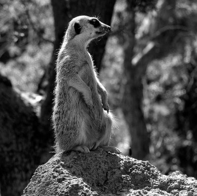 Meerkat Animal Pk.jpg
