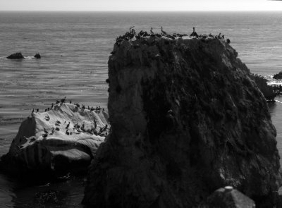 Bird rock - 3.jpg