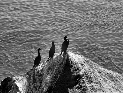Cormorants  Morro Rock-.jpg
