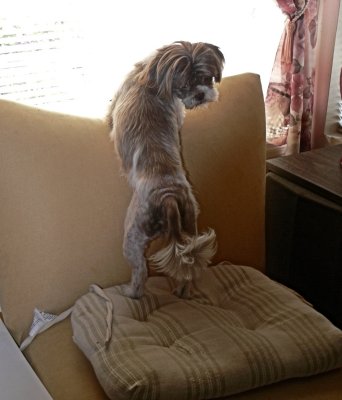 Mollyt on Guard.jpg