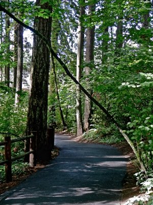 Forest Path Oregon.jpg
