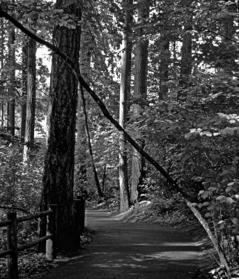 Forest Path.jpg