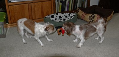 Molly  Marcus - Tug of War - 1.jpg
