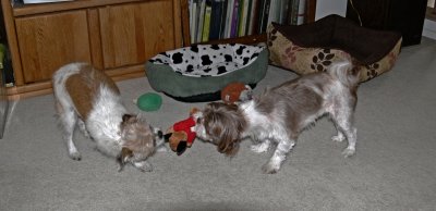 Molly  Marcus - Tug of War - 2.jpg