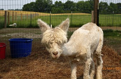 G - Alpaca with Guard Dog.jpg