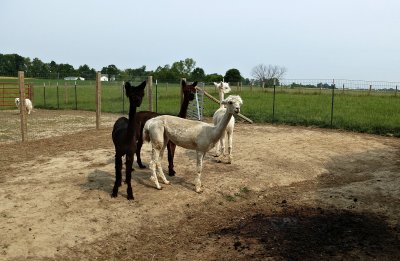 G- Circle B Alpacas After Shearing.jpg