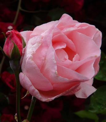 Pink Rose 4tif.jpg