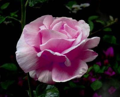 Mauve-Pink Rose.jpg