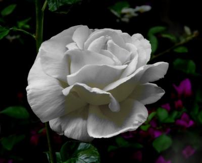 White Rose.jpg
