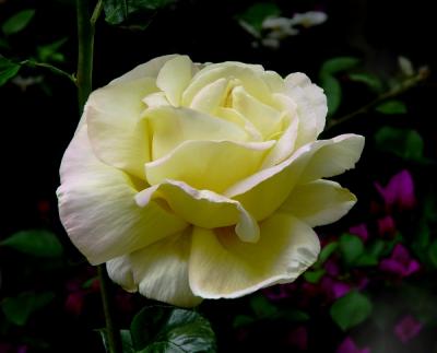 Yellow Rose.jpg