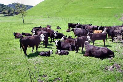 Cows-Rural Pismo.jpg