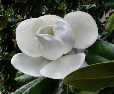 Magnolia 2.jpg