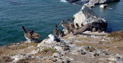 Pelicans-Shell Beach 2 .jpg