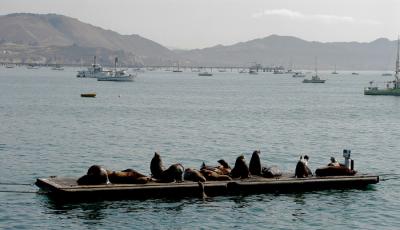 Sea Lions Sunbathing San Luis Bay .jpg