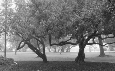 Buddy Todd Park - Oceanside, CA .jpg