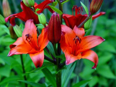 Una's Lillies 2.jpg